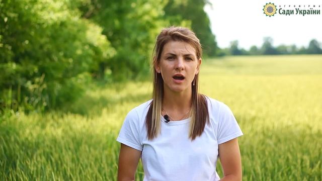Наша селекція озимої пшениці АФ 