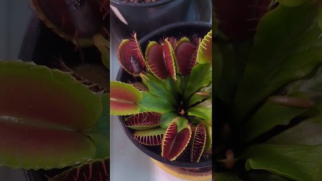 Венерина мухоловка / Dionaea Muscipula. Venus Flytrap.