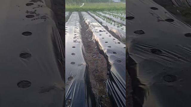 Фриго клубники сорта Хадемар