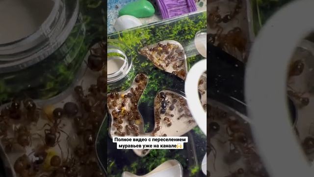 Переселение муравьёв