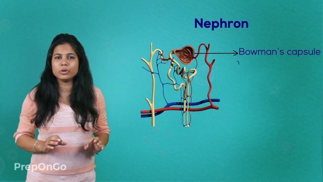 Life Process - 15 | Excretion In Human Beings | CBSE Class 10