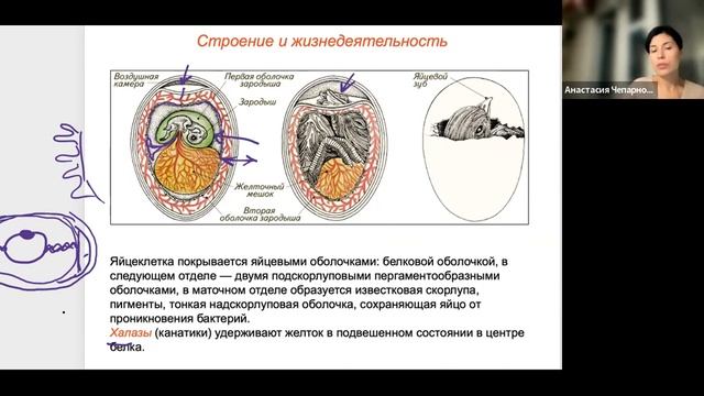 млекопитающие