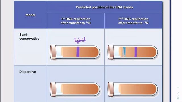 DNA Replication (Part II) By Dr. William