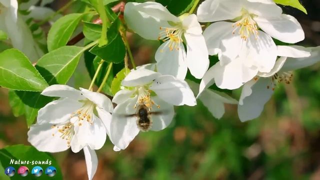 Самая красивая мелодия на свете! ВОССТАНОВЛЕНИЕ НЕРВНОЙ СИСТЕМЫ! Очень красивая музыка