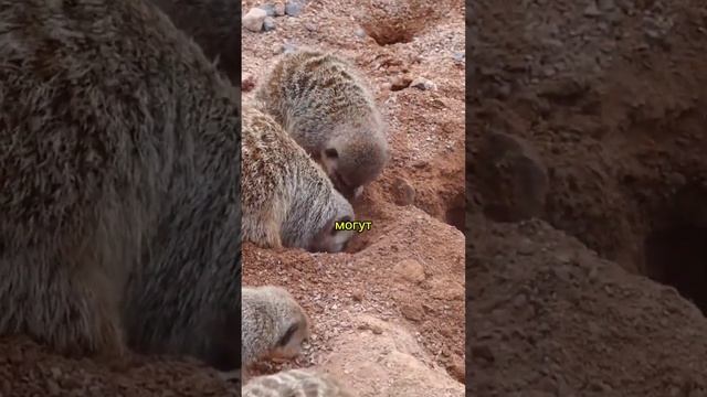 Сурикаты - мастера выживания в пустынях #сурикат #природа #животные