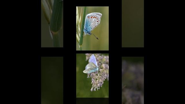 83ed57c498176703152a2d93ac8c92cd