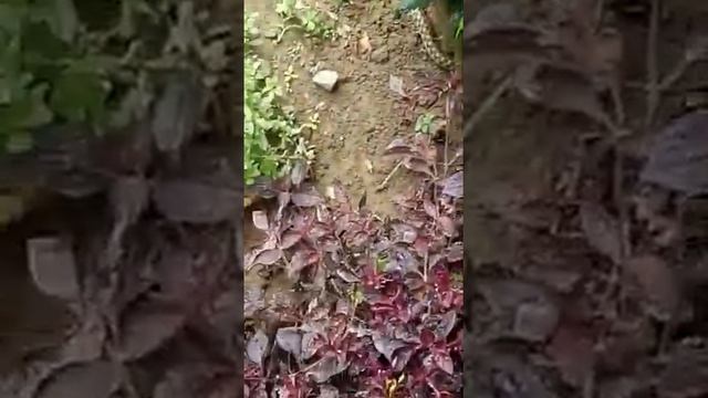 Snake Run & Hit Back | आगे सा पंगा मत लेना सांप भाईसाहब से देख लो और सीख लो !