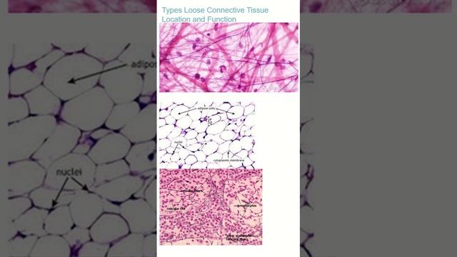 Three Types Of Loose Connective Tissue #anatomy #histology #biology