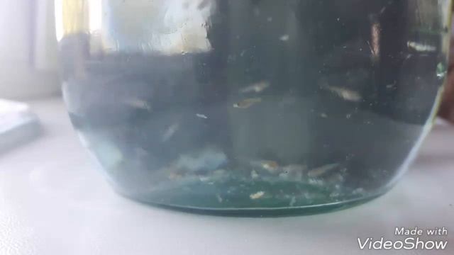 Мальки гуппи