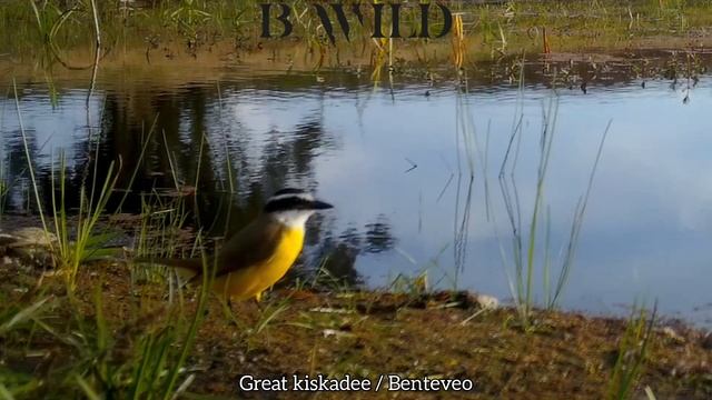 South American Wildlife | Screamer, Margay, Armadillo, Nutria, Geoffroy's Cat, Capybara | Uruguay