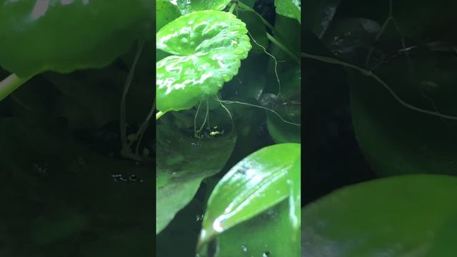 Ranitomeya