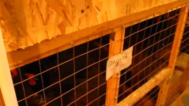 Обзор 2х ярусных клеток,после 2х месячного использования