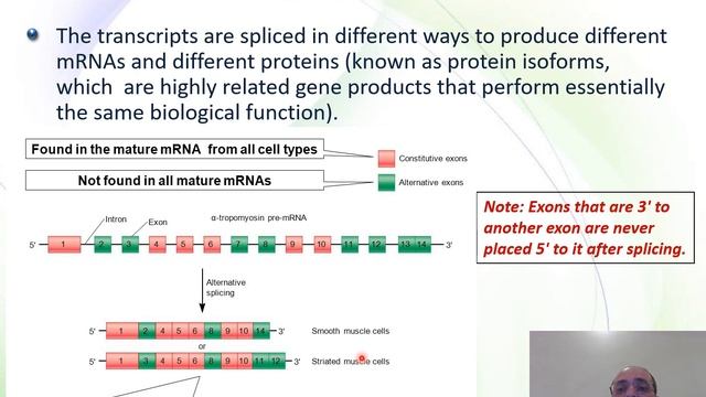 BioM05 Molecular Biology 2021 2022 Transcription 2  Eukaryotes
