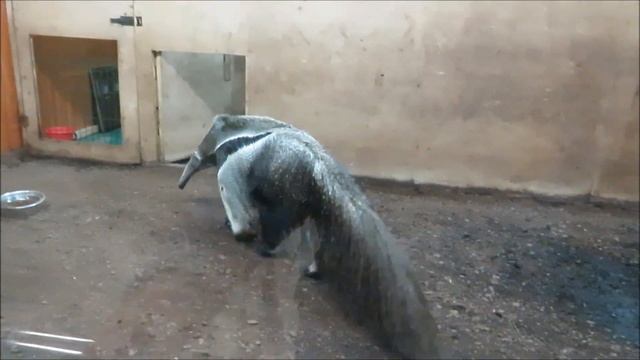 Самка муравьеда показывает свою красоту 28.09.2021