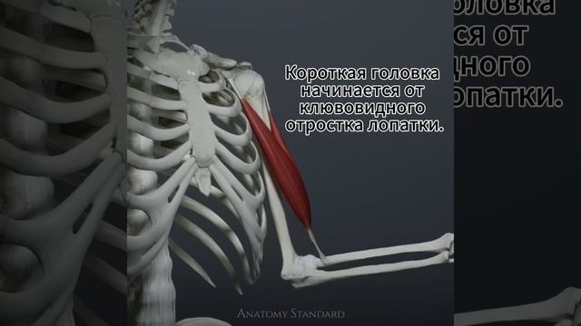 Двуглавая мышца плеча