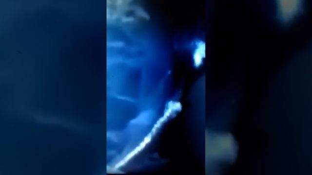 КРОКОДИЛЫ напали на дикого быка. Что же будет? 😲🤔