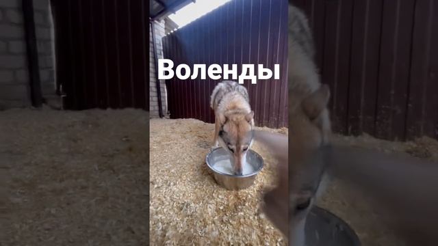 Волэнды Воля и ее сын серый