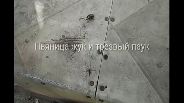 пьяный жук и трезвый паук