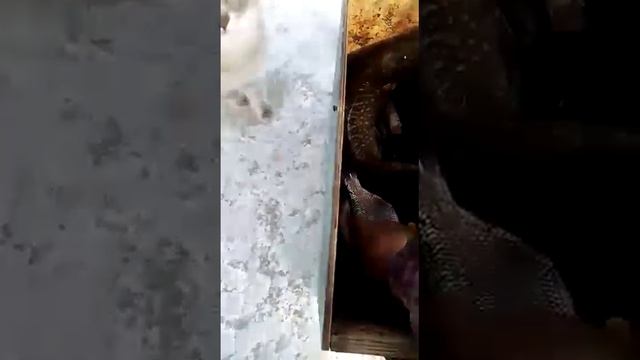 Кошка на зимней рыбалке