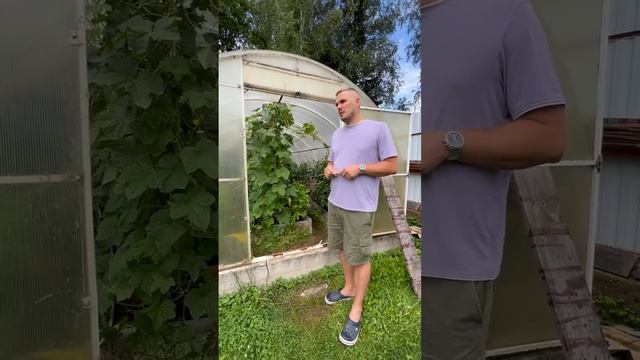 Особенности дачной теплицы