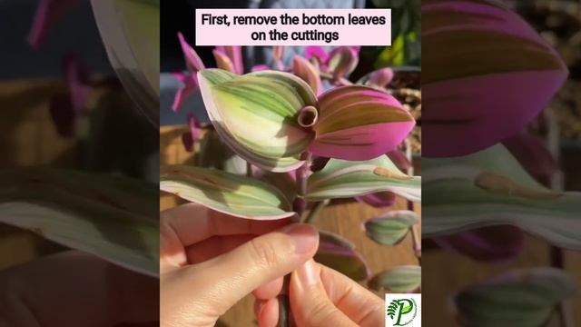 Gradening Tips And Tricks For Zebrina