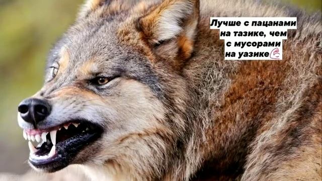 великие цитаты волка/ауф☝️