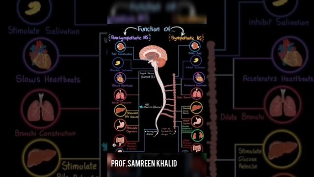 Function Of Parasympathetic Vs Sympathetic Nervous System