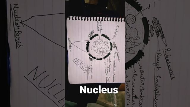 Nucleus Easy Labelled Diagram Of Part Cell 🌲🌲🌲🌲🎄🌵🌵