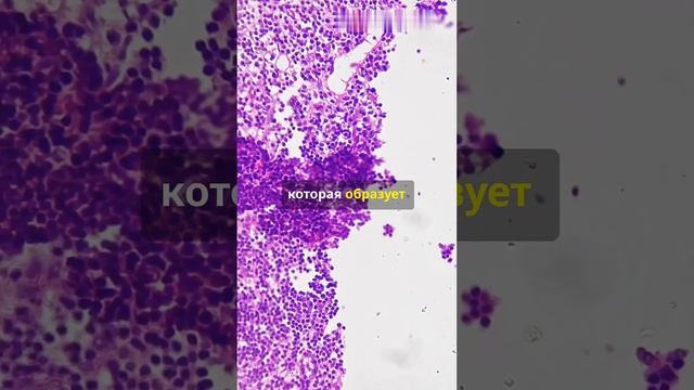 Лимфатический узел. Строение и функции!