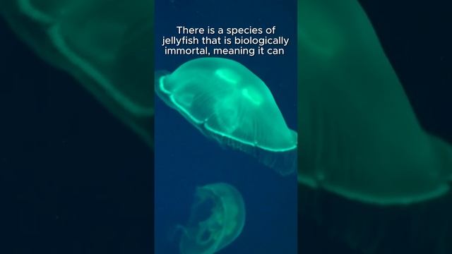 The Fascinating Story Of The Immortal Jellyfish #ImmortalJellyfish #EternalLife