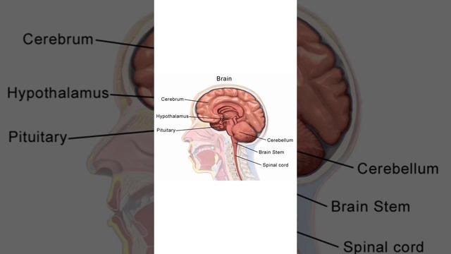 Hypothalamus 🔥🔥🔥