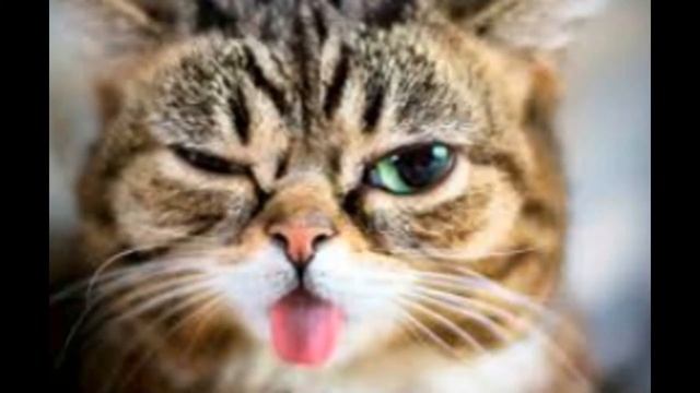 Животные слайд-шоу!