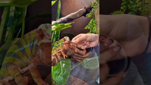 Хамелеон на обеде. MLG Riga