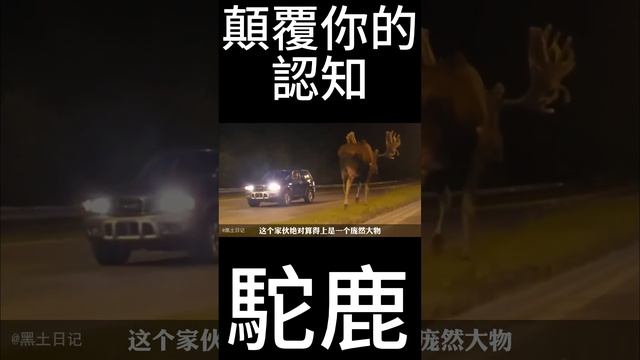 比你想像中要大的多的動物TOP8：幾乎沒有天敵的駝鹿！