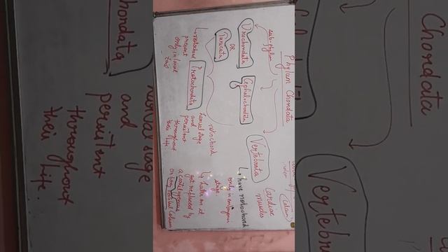 Phylum Chordata #science