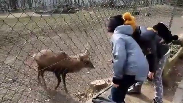 Зоопарк в Австрии для детей