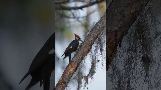 Pileated Woodpecker Owns Tree!!!  #sony200600 #wildlife #woodpecker #birdsofinstagram #birds