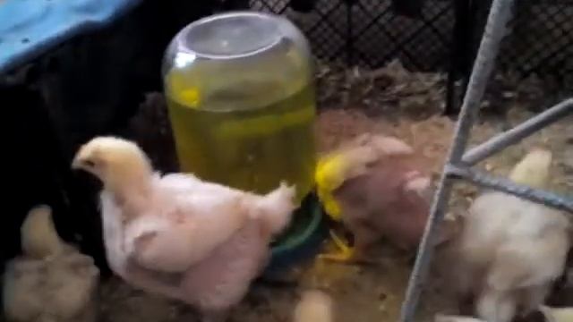Продолжение печального веса моих циплят бройлеров.
