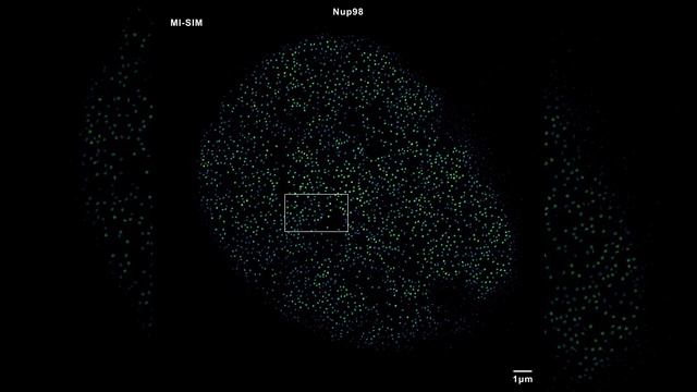 Nuclear Pore Complex  #MI-SIM#