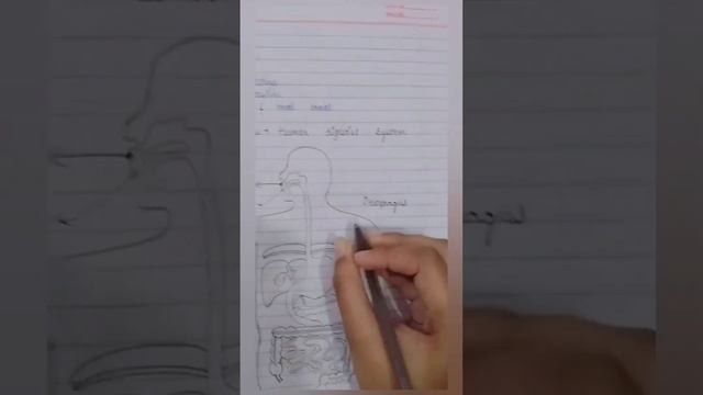 Human Digestive System || Neet || ||Exam|| @salonibhardwaj132