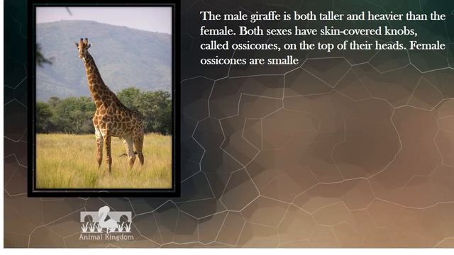 Animal Kingdom - Amazing Fun Fact About Giraffe  – Part 1