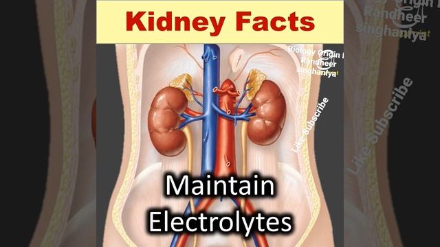 Lecture are working for  kidney