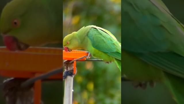 Wildlife Photography । Beautiful Moment । Beautiful Parrots । #birdslover#photography #parrotlovers