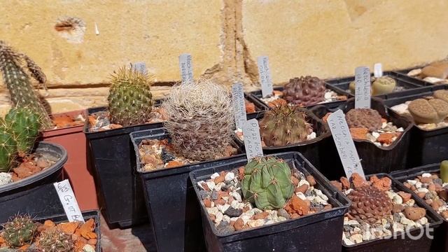 Чилийские кактусы. Род Эриозице. Содержание в коллекции.