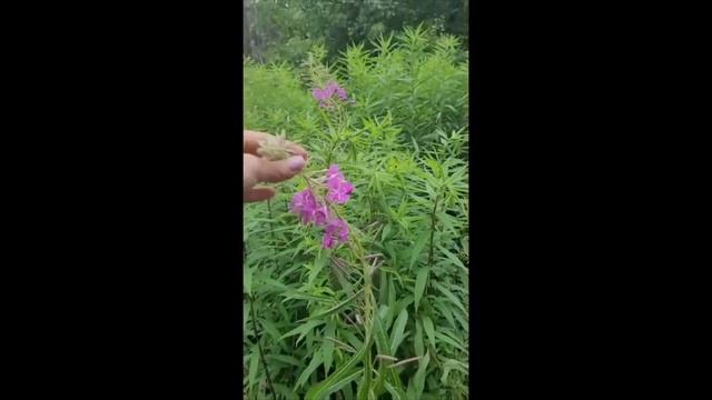 E900536055c31b3e7b24749d70feb2c2