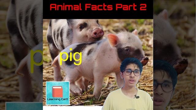 Animal Facts Part 2.         #Short_Videos