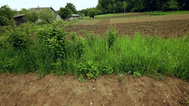 День розсади