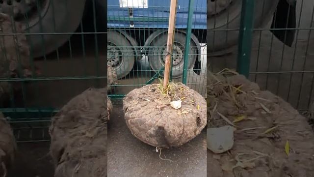 Клен Глобоссум #клен #купитьклен #крупномеры #ландшафтныйдизайн