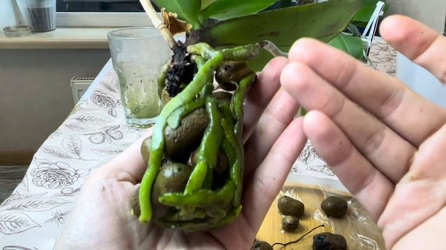 Ушки начинают жить)🐰год и пару месяцев терпеливо ждала этого момента💆🏻♀️🙏🏼New pot new life🪴