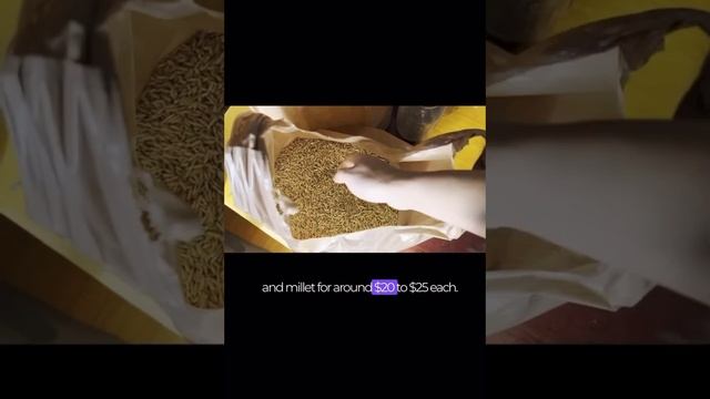 What We Use To Make Our Grain For Growing Mushrooms 🍄✨